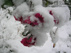 雪与玫瑰-心情文章