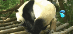 好污的大熊猫-搞笑图片