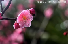 中国十大名花分别是那些花，中国十大名花排行榜-文学百科