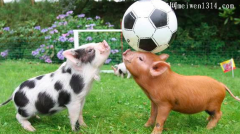 激情的动物足球赛-二年级作文