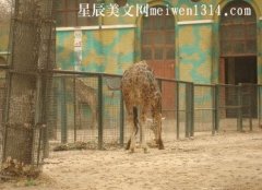 北京动物园游记-三年级作文