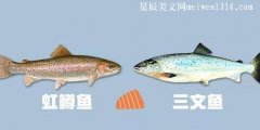 虹鳟鱼和三文鱼的区别是什么？-常识大全