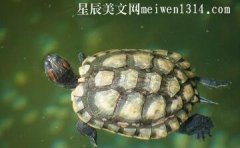 乌龟救蜗牛450字作文-动物作文
