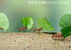 关于蚂蚁的作文【8篇】-作文大全