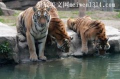上海野生动物园-四年级作文
