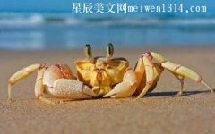 捉螃蟹350字作文-三年级作文