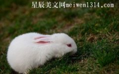 可爱的小白兔作文300字-关于小白兔的作文-二年级作文