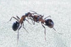 小蚂蚁变成大蚂蚁-三年级作文