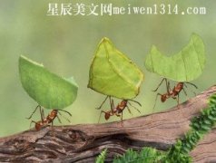 小蚂蚁和树叶-二年级作文