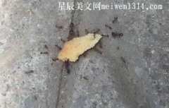 小蚂蚁搬饼干350字日记-日记大全