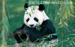 国宝大熊猫作文350字-三年级作文