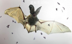蝙蝠飞到家里是什么预兆，应该怎么办？-文学百科
