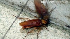 蟑螂是怎么进入家里的？
