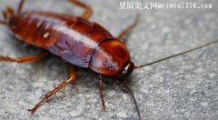 家里有蟑螂怎么办？怎么防止蟑螂爬到床上？