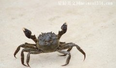 怎么判断螃蟹死了多久，二十四小时以内去世了的螃蟹能吃吗？-常识大全