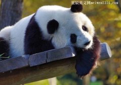 国宝大熊猫作文4篇