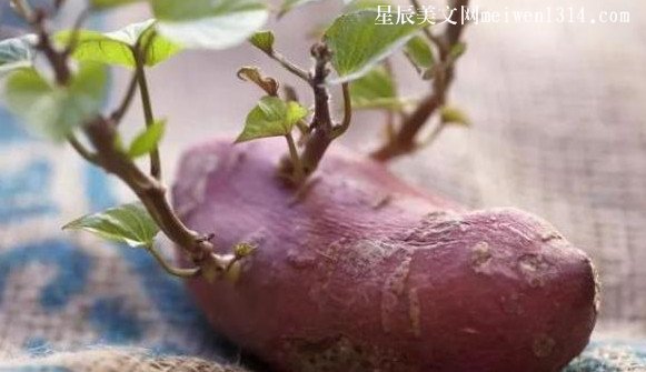 红薯怎么保存不发芽
