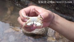 河里抓的小螃蟹怎么做好吃？-常识大全