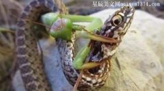 蛇为什么怕螳螂？